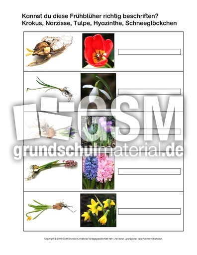Frühblüher-beschriften-Fotos.pdf